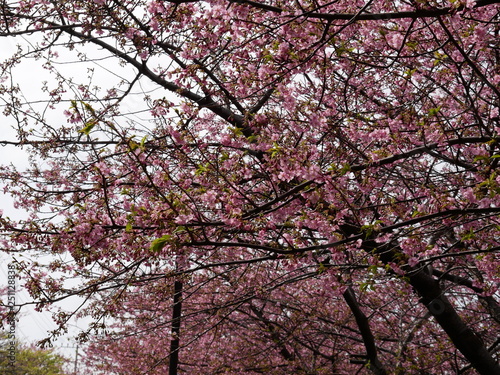 満開の桜