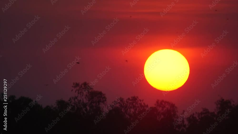 sunset over the tree, local nature field : 4k sunset over the tree, local nature field : 4k