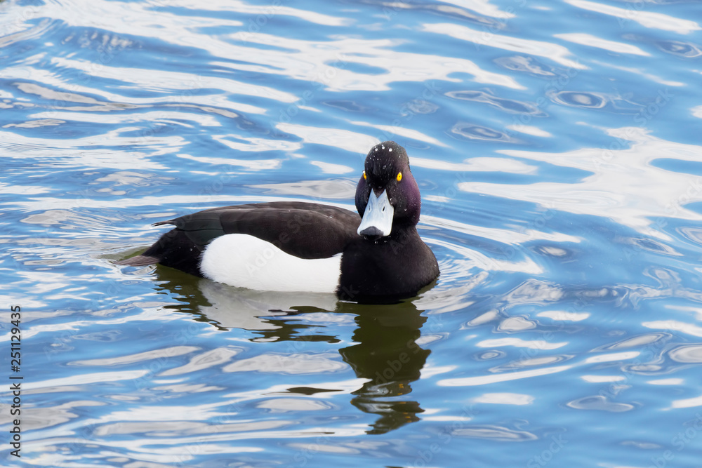 Fototapeta premium Close up of a male Tufted Duck looking at camera