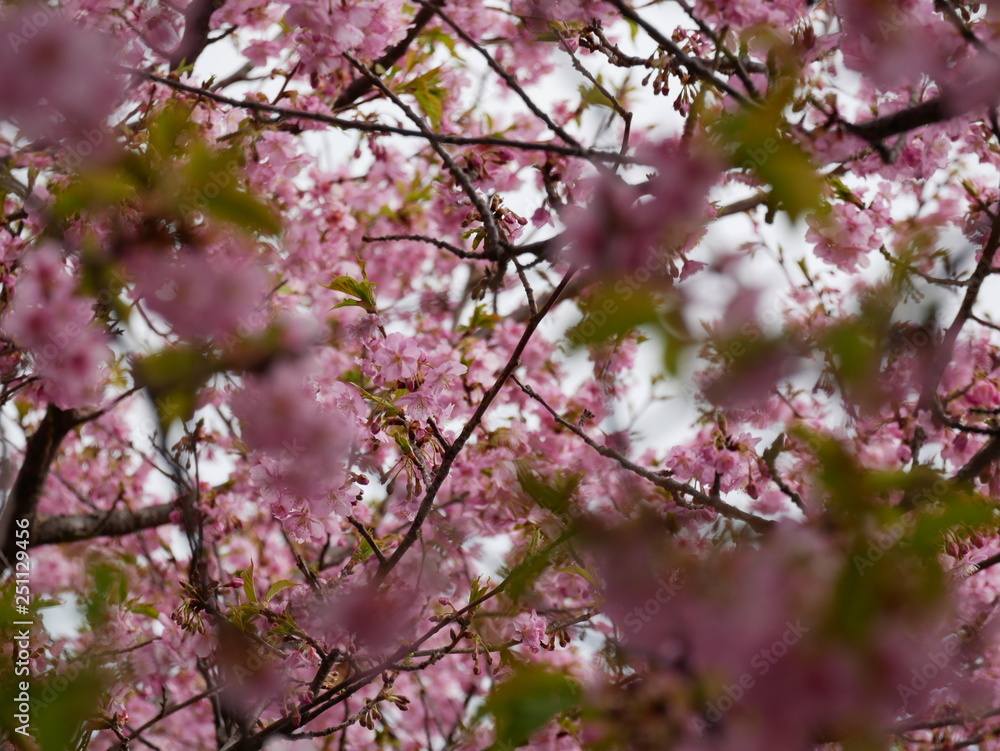 Fototapeta premium 満開 桜 接写
