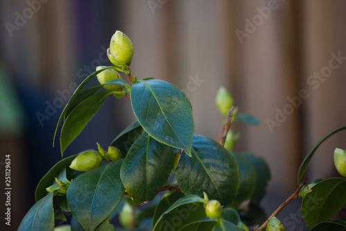 Some flower buds in an Azalea in the garden in the spring with a brownish background