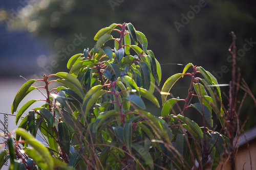 Some branches of a small tree having spider web between the green leaved in the spring