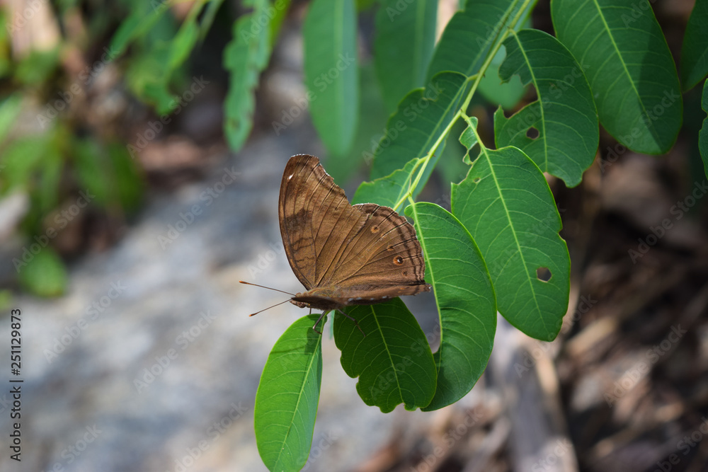 Obraz premium Brown Butterfly On Green Leaf