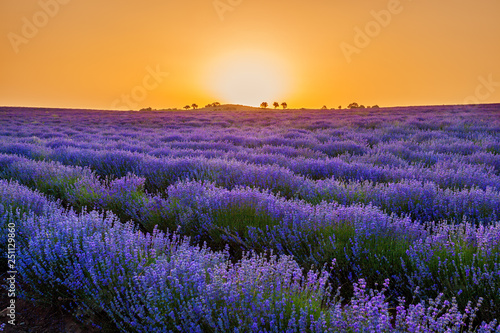 lavender field flowering