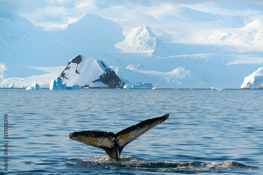 Fotografie Humpback whale in Antarctica