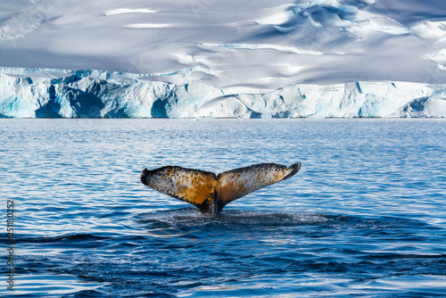 Photos Humpback whale in Antarctica