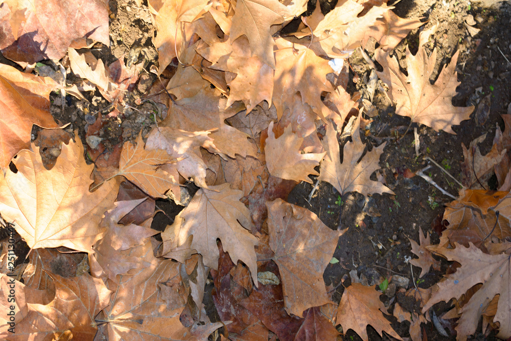 Orange and brown tree leaves fallen into the ground Orange and brown tree leaves fallen into the ground