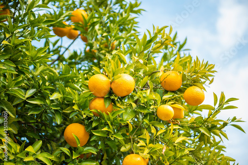 Oranges fruits with blue sky