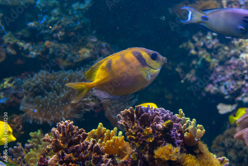 Yellow fish in swimming on a coral reef © rmbarricarte