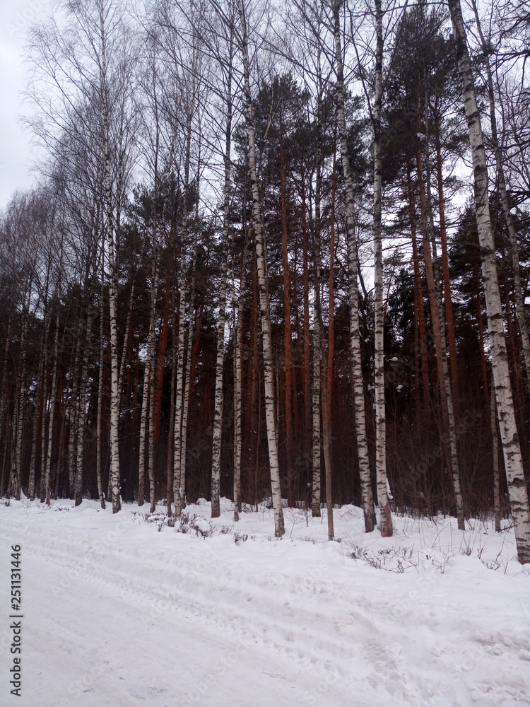 Fototapeta premium forest in winter