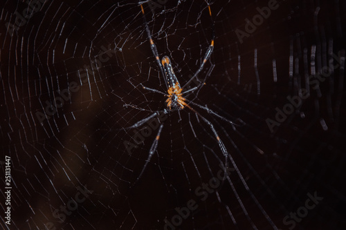 Spider Making Net © Dinuka