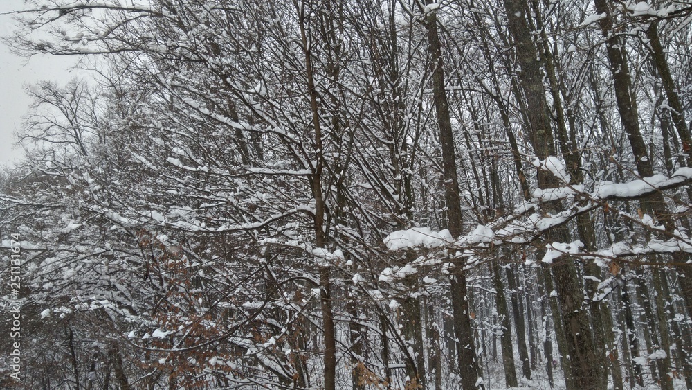 Fototapeta premium forest in winter