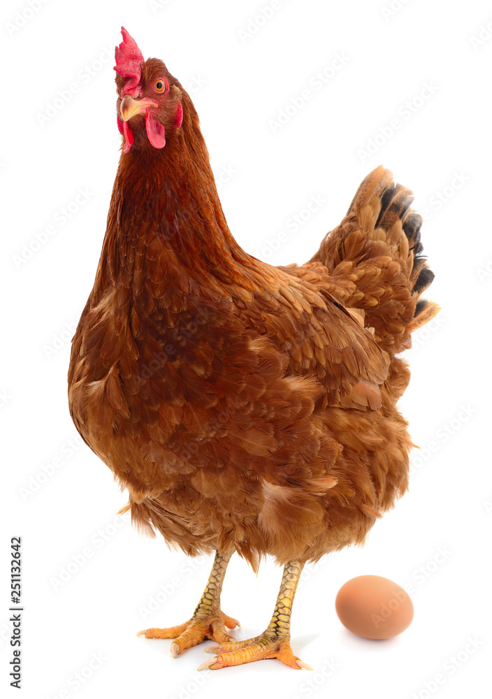 Fototapeta premium Brown hen and egg isolated.