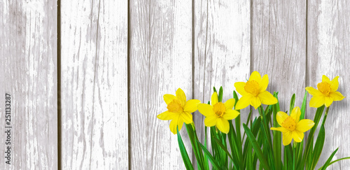 Spring Rustic background with Yellow daffodils flowers