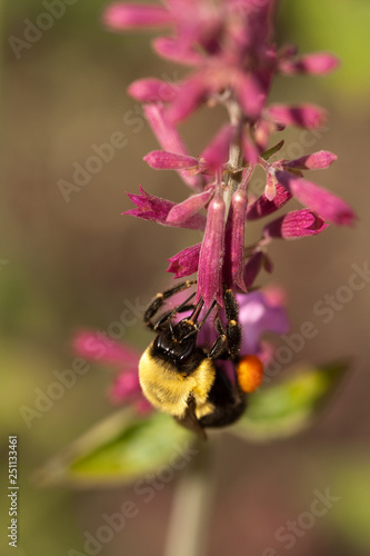 bumblebee on purple flowers