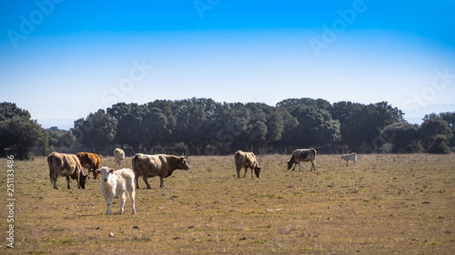 A herd of cows grazing in the dehesa in Salamanca (Spain). Concept of extensive organic livestock © anuskiserrano