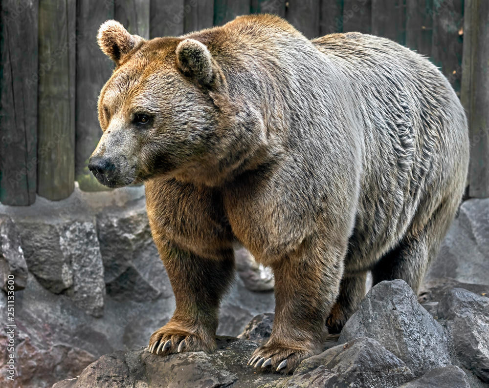 Fototapeta premium Syrian brown bear. Latin name - Ursus arctos syriacus 