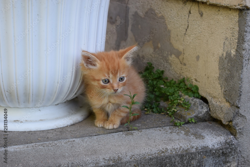cute kitten next to a little green flower cute kitten next to a little green flower