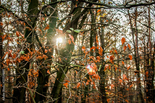 Fototapeta Naklejka Na Ścianę i Meble -  Prześwit słonca przez drzewa
