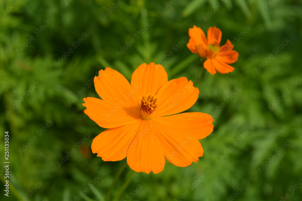 Sulfur cosmos Sulfur cosmos