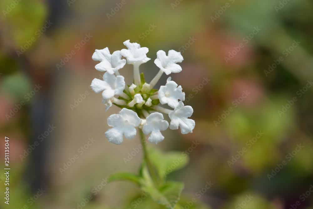 Fototapeta premium Trailing lantana