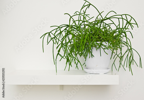 Green pot plant in white room as decoration. Rhipsalis