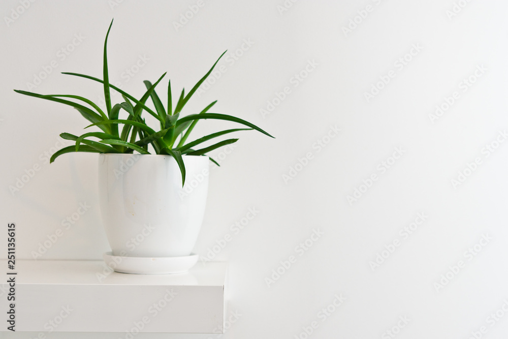 Obraz premium Green pot plant in white room as decoration. Aloe vera