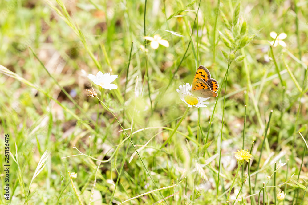 butterfly feeding on pollen and nectar on a flower butterfly feeding on pollen and nectar on a flower