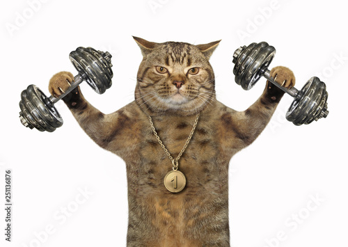 The cat bodybuilder with a sports medal is doing exercises with dumbbell weights. White background.  photo