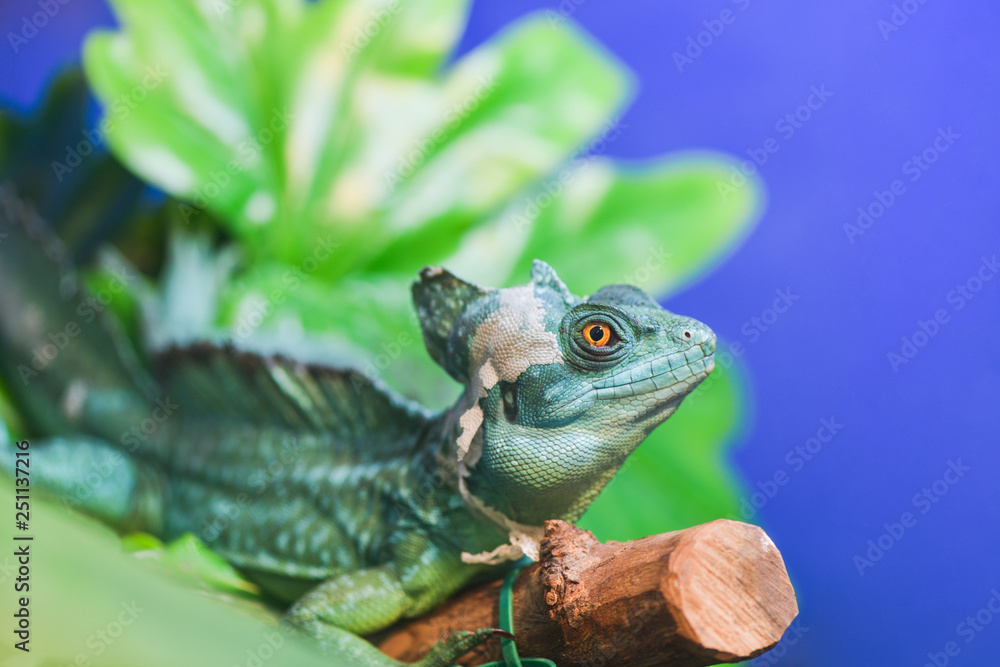 Naklejka premium Basiliscus basiliscus, Basiliscus plumifrons. A large green Helmet-bearing Basilisk sits on a tree branch in a terrarium. Basilisk shedding its skin, scales, shed.
