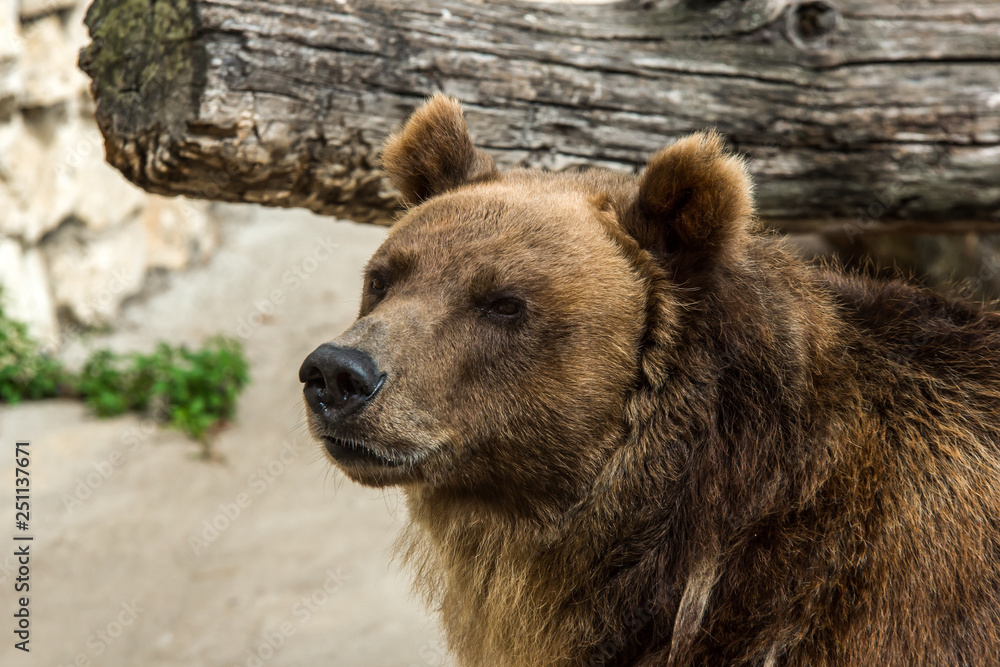 Brown bear (Ursus arctos) portrait in Moscow zoo Brown bear (Ursus arctos) portrait in Moscow zoo