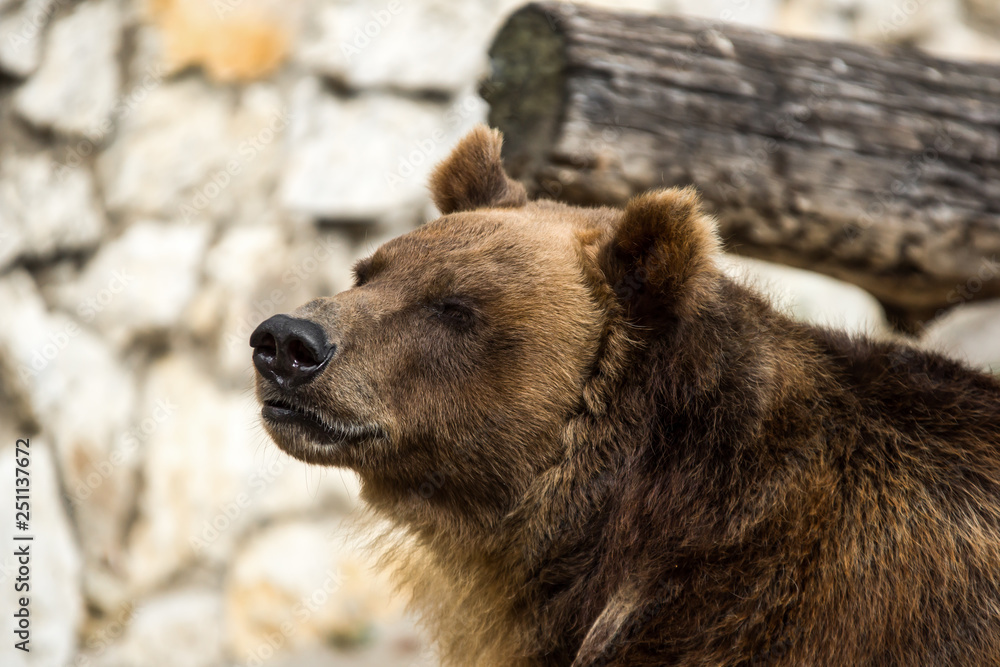Brown bear (Ursus arctos) portrait in Moscow zoo