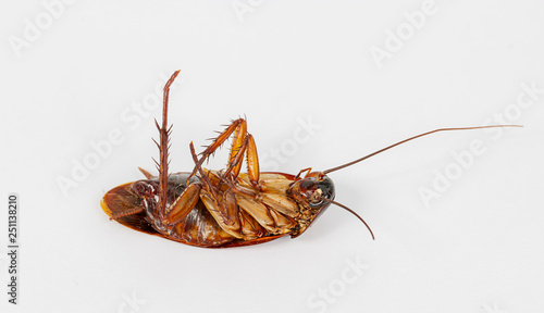 cockroach death on white background.