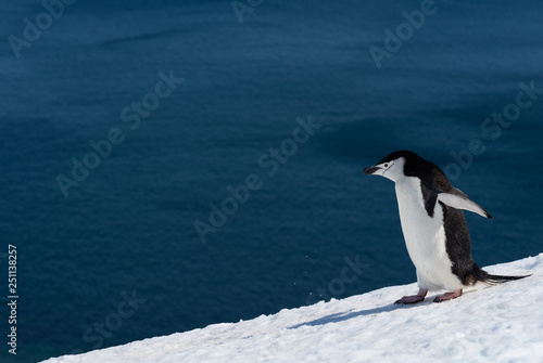 chistrap penguin in antarctica