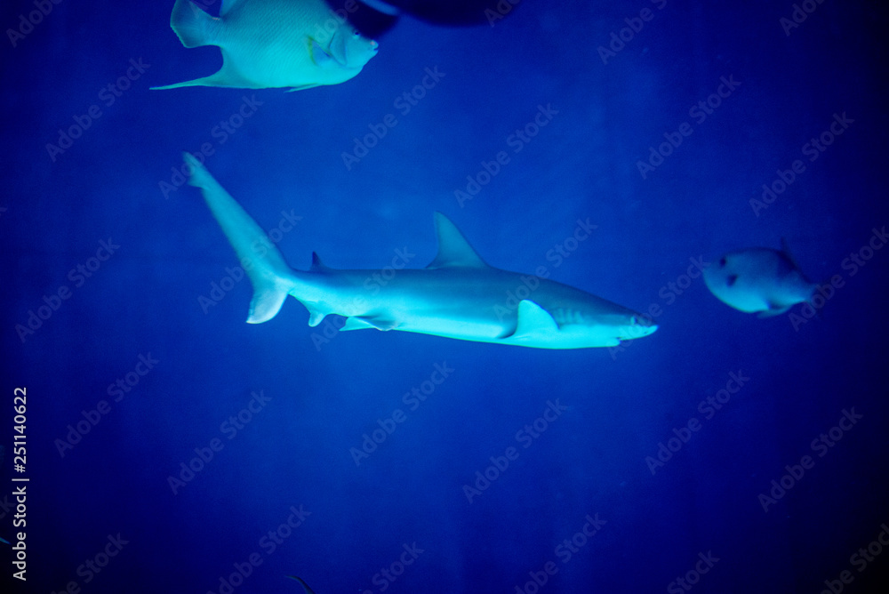 Fototapeta premium Sandbar shark swimming in the dark of the ocean