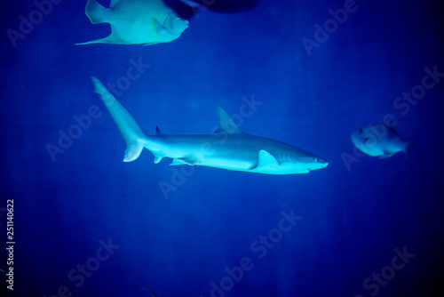 Sandbar shark swimming in the dark of the ocean