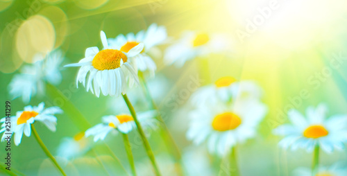 Chamomile field flowers border. Beautiful nature scene with blooming chamomiles in sun flares. Summer background