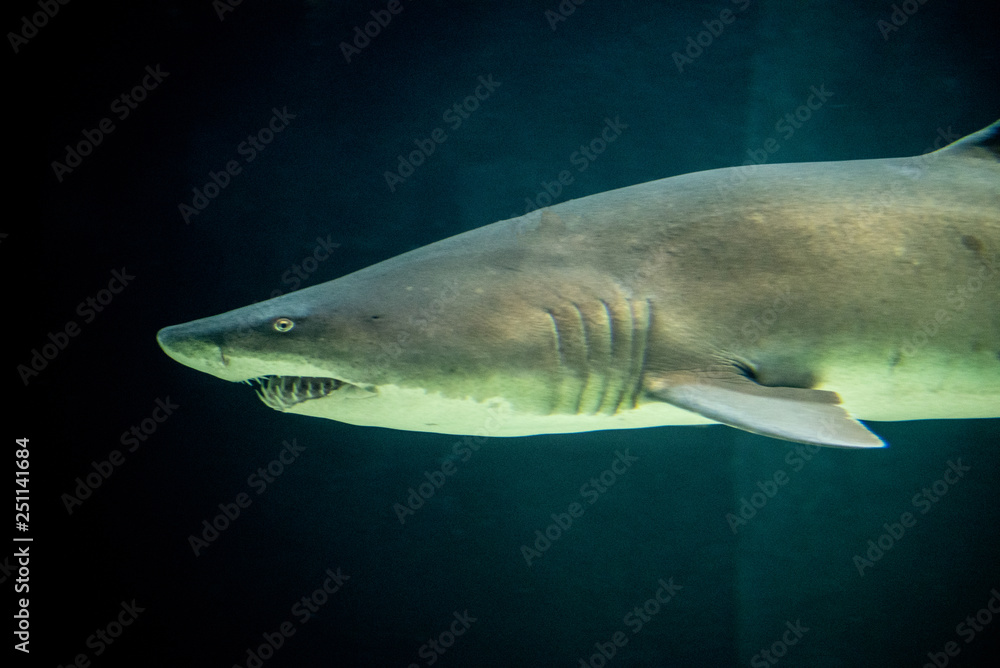 Naklejka premium Defiant sand tiger shark in the ocean
