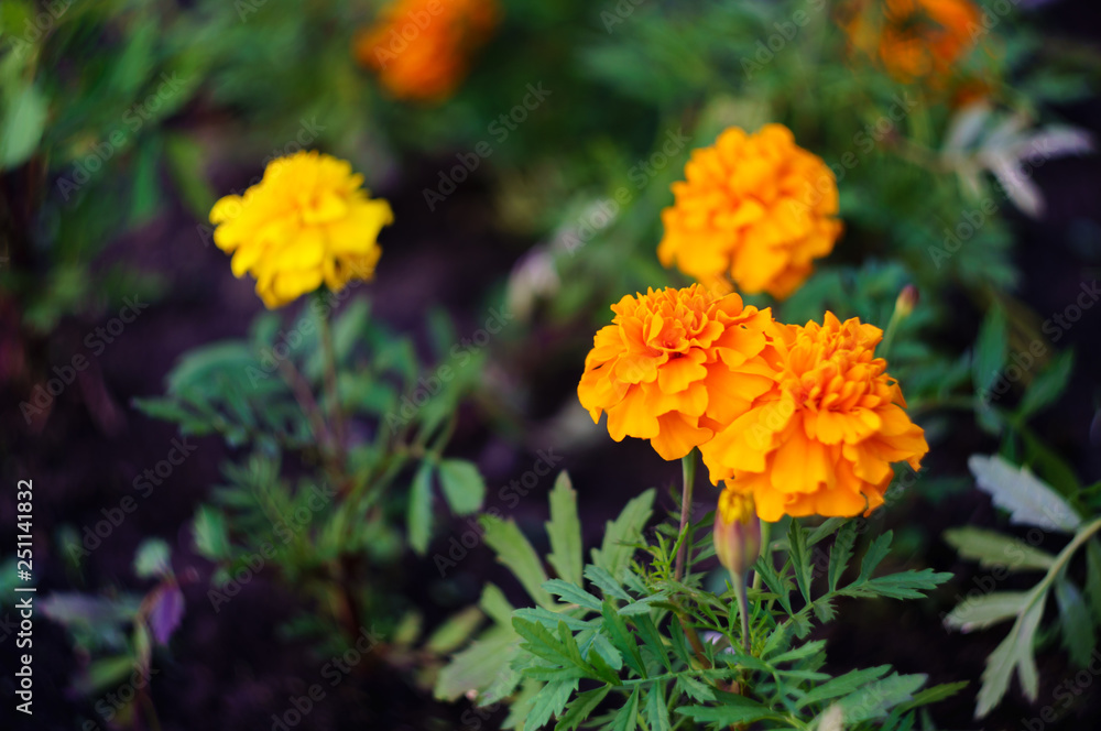 orange and yellow marigold flowers in the garden.Tagetes patula. Soft focus.