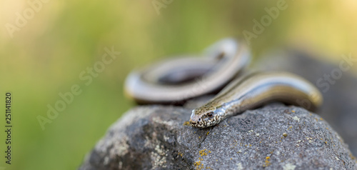 Bilde på lerret slow worm on a stone