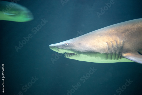 Defiant sand tiger shark in the ocean