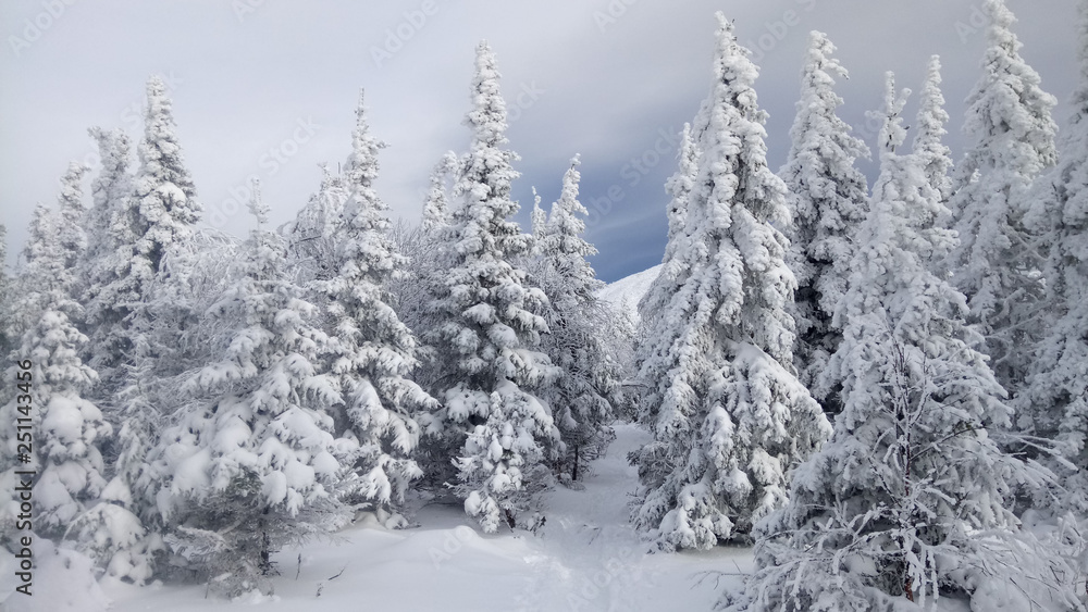 winter forest winter forest