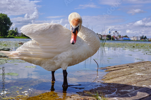 Beautiful big swan on the pond of the small town of Pastavy in Belarus against the backdrop of an ancient Orthodox church photo