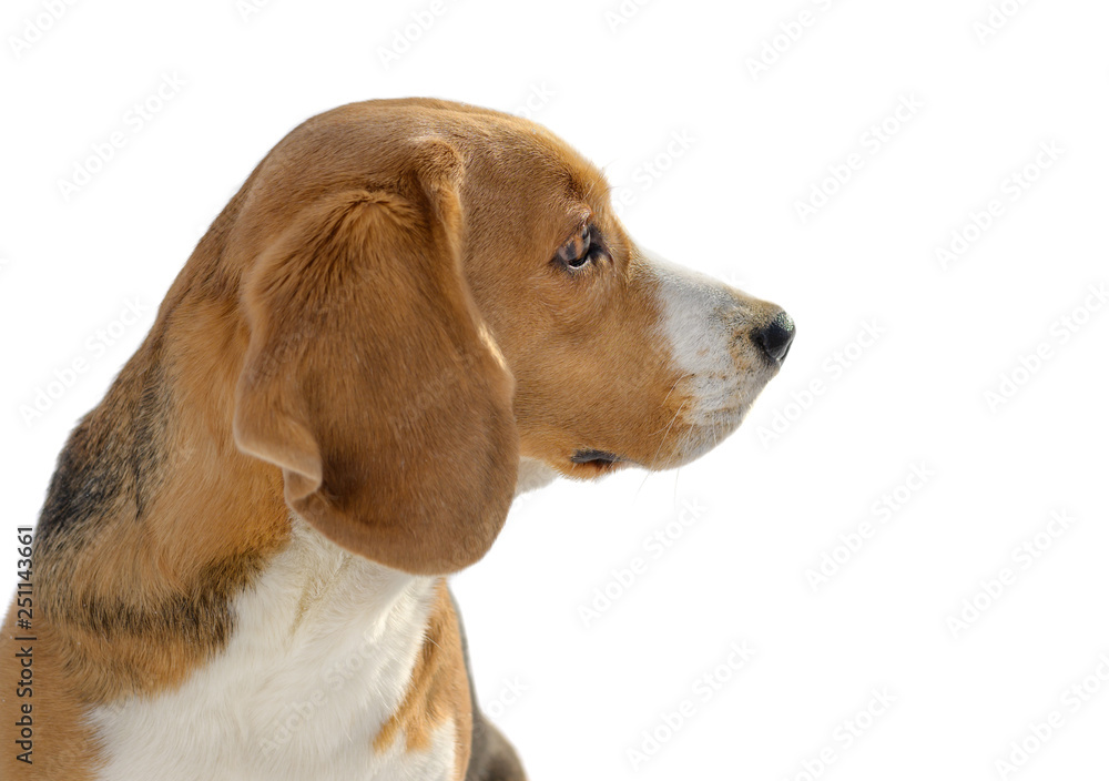 Beagle dog portrait on white