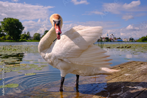 Beautiful big swan on the pond of the small town of Pastavy in Belarus against the backdrop of an ancient Orthodox church photo