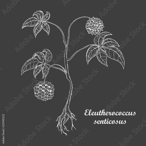 White Chalk Hand Drawn Bush of Siberian Ginseng
