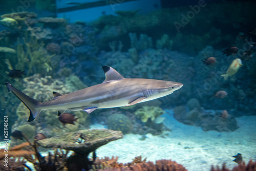 Blacktip reef shark  swimming in a coral reef, photo