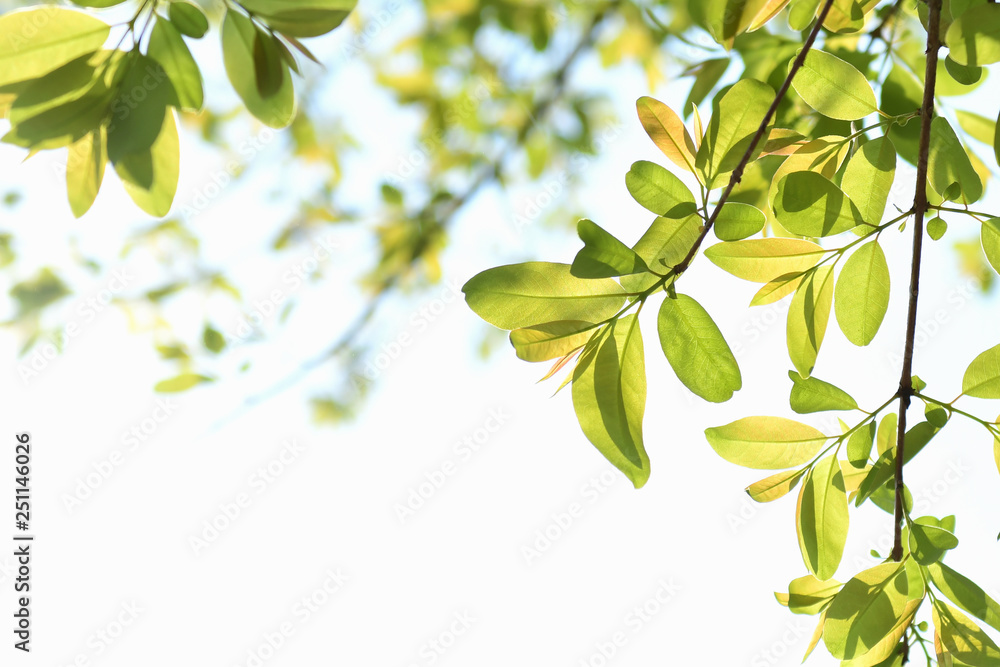 green leave isolate on white background green leave isolate on white background