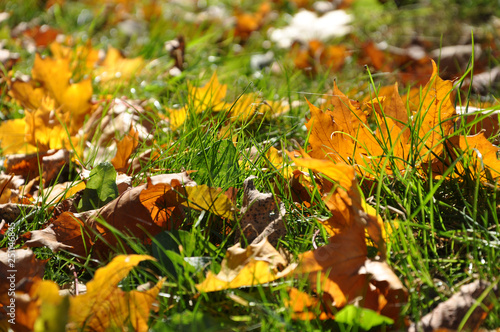 Autumnal leaves in the green grass photo