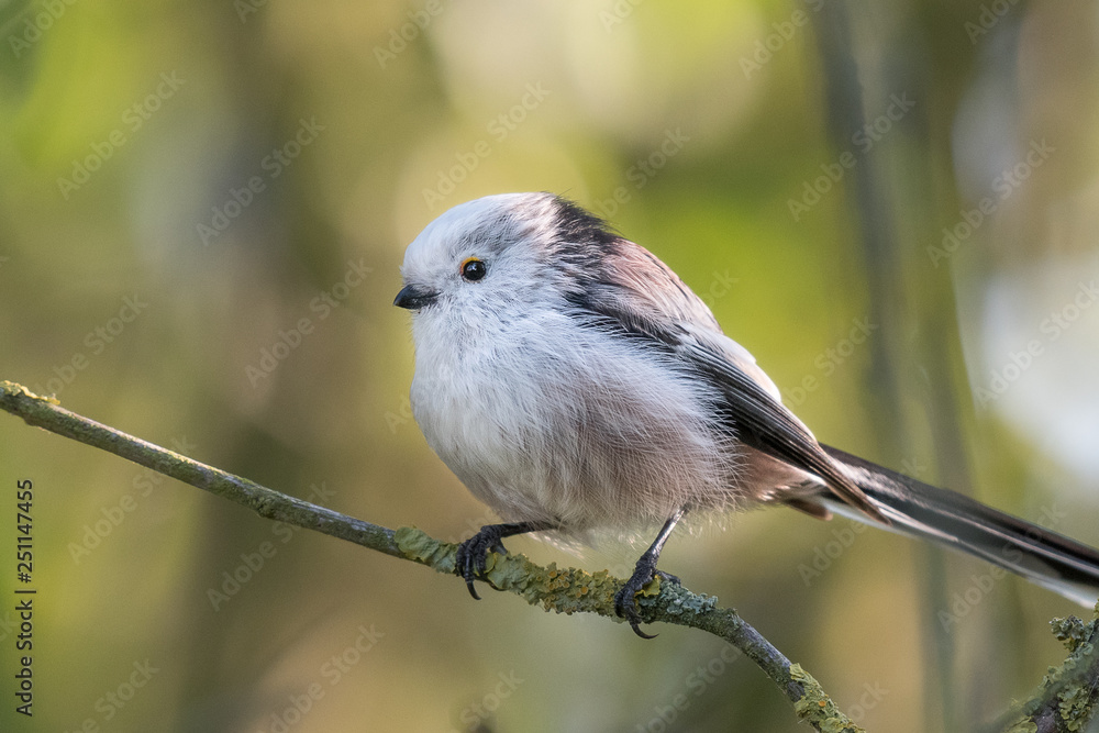 Naklejka premium long-tailed tit on a branch with beautiful background